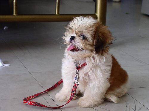 https://images.dog.ceo/breeds/shihtzu/n02086240_4255.jpg