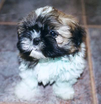 https://images.dog.ceo/breeds/shihtzu/n02086240_4544.jpg