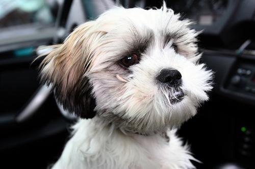 https://images.dog.ceo/breeds/shihtzu/n02086240_4625.jpg