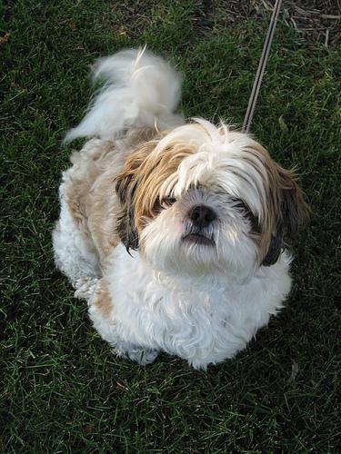 https://images.dog.ceo/breeds/shihtzu/n02086240_5042.jpg