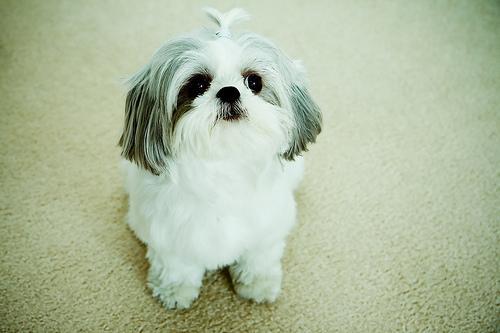 https://images.dog.ceo/breeds/shihtzu/n02086240_5554.jpg