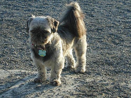 https://images.dog.ceo/breeds/shihtzu/n02086240_5976.jpg