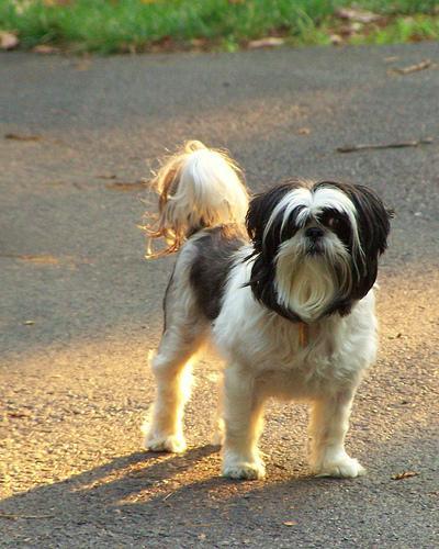 https://images.dog.ceo/breeds/shihtzu/n02086240_6032.jpg