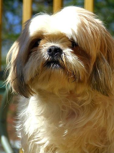 https://images.dog.ceo/breeds/shihtzu/n02086240_61.jpg