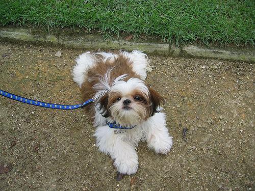 https://images.dog.ceo/breeds/shihtzu/n02086240_6106.jpg