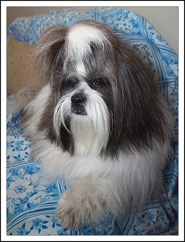 https://images.dog.ceo/breeds/shihtzu/n02086240_6269.jpg