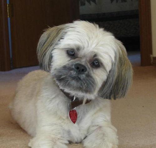 https://images.dog.ceo/breeds/shihtzu/n02086240_6323.jpg