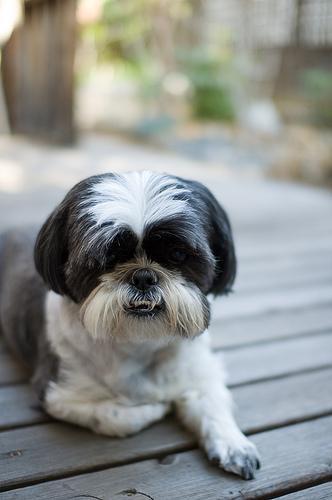 https://images.dog.ceo/breeds/shihtzu/n02086240_6463.jpg