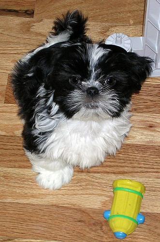 https://images.dog.ceo/breeds/shihtzu/n02086240_6477.jpg