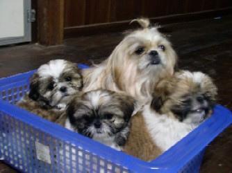 https://images.dog.ceo/breeds/shihtzu/n02086240_7205.jpg