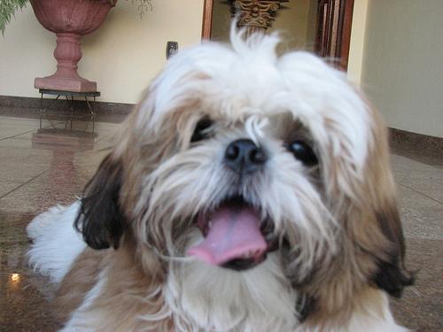 https://images.dog.ceo/breeds/shihtzu/n02086240_7207.jpg