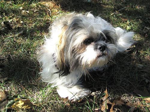 https://images.dog.ceo/breeds/shihtzu/n02086240_745.jpg