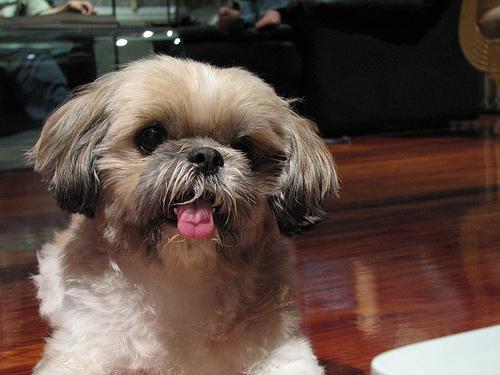 https://images.dog.ceo/breeds/shihtzu/n02086240_756.jpg