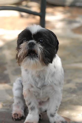 https://images.dog.ceo/breeds/shihtzu/n02086240_762.jpg