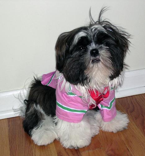 https://images.dog.ceo/breeds/shihtzu/n02086240_8825.jpg