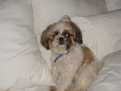 https://images.dog.ceo/breeds/shihtzu/n02086240_9.jpg