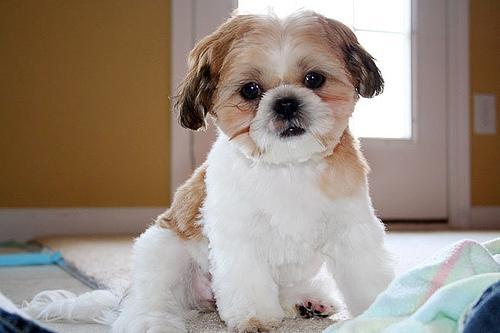 https://images.dog.ceo/breeds/shihtzu/n02086240_936.jpg