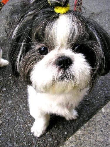 https://images.dog.ceo/breeds/shihtzu/n02086240_9429.jpg