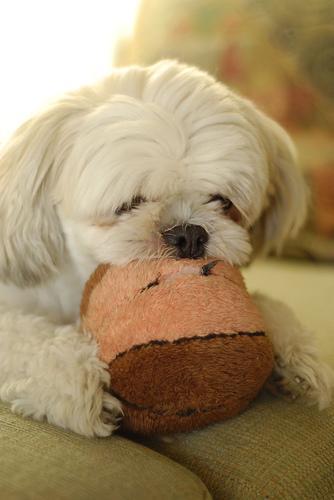 https://images.dog.ceo/breeds/shihtzu/n02086240_9551.jpg