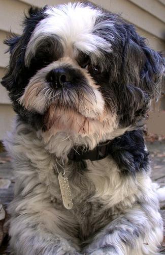 https://images.dog.ceo/breeds/shihtzu/n02086240_963.jpg