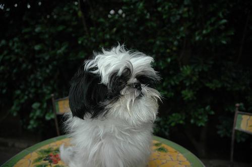 https://images.dog.ceo/breeds/shihtzu/n02086240_9750.jpg