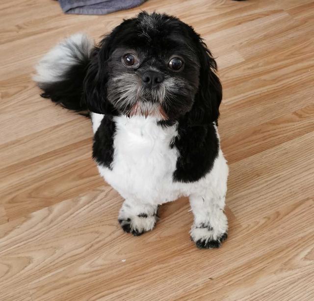 https://images.dog.ceo/breeds/shihtzu/oscar.jpg