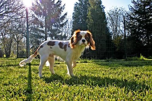 https://images.dog.ceo/breeds/spaniel-blenheim/n02086646_1023.jpg