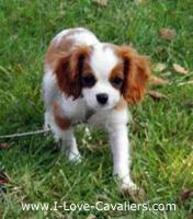 https://images.dog.ceo/breeds/spaniel-blenheim/n02086646_1094.jpg