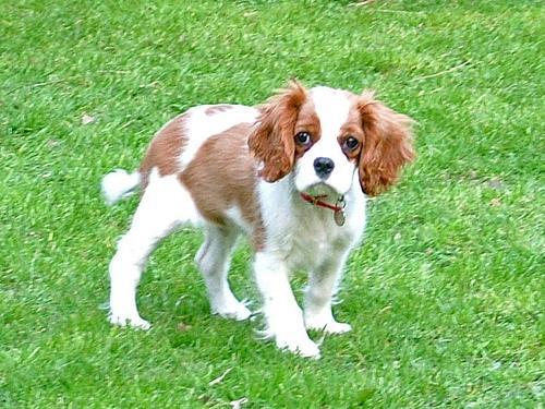 https://images.dog.ceo/breeds/spaniel-blenheim/n02086646_1368.jpg