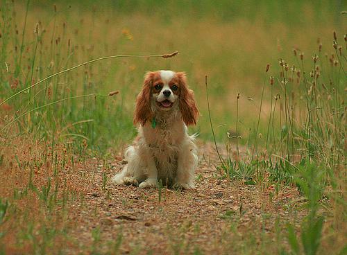 https://images.dog.ceo/breeds/spaniel-blenheim/n02086646_1445.jpg