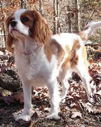 https://images.dog.ceo/breeds/spaniel-blenheim/n02086646_1476.jpg