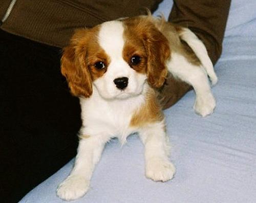 https://images.dog.ceo/breeds/spaniel-blenheim/n02086646_1586.jpg