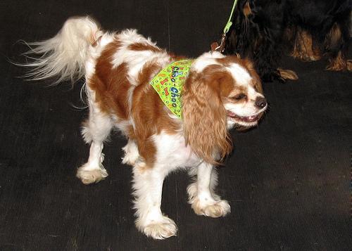 https://images.dog.ceo/breeds/spaniel-blenheim/n02086646_1605.jpg