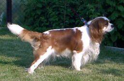 https://images.dog.ceo/breeds/spaniel-blenheim/n02086646_1621.jpg