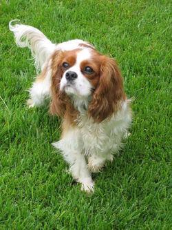 https://images.dog.ceo/breeds/spaniel-blenheim/n02086646_172.jpg