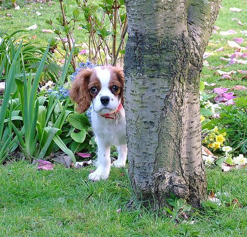 https://images.dog.ceo/breeds/spaniel-blenheim/n02086646_1825.jpg