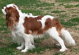 https://images.dog.ceo/breeds/spaniel-blenheim/n02086646_1830.jpg