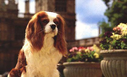 https://images.dog.ceo/breeds/spaniel-blenheim/n02086646_1908.jpg