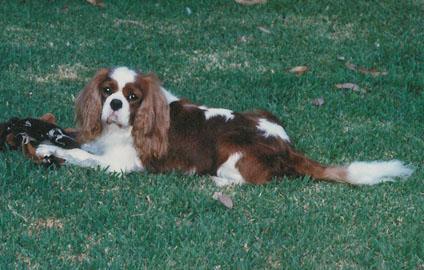 https://images.dog.ceo/breeds/spaniel-blenheim/n02086646_1930.jpg