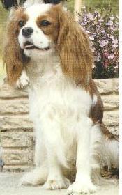 https://images.dog.ceo/breeds/spaniel-blenheim/n02086646_1936.jpg