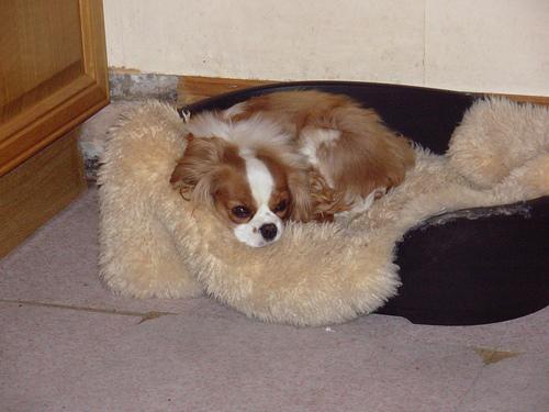 https://images.dog.ceo/breeds/spaniel-blenheim/n02086646_1993.jpg