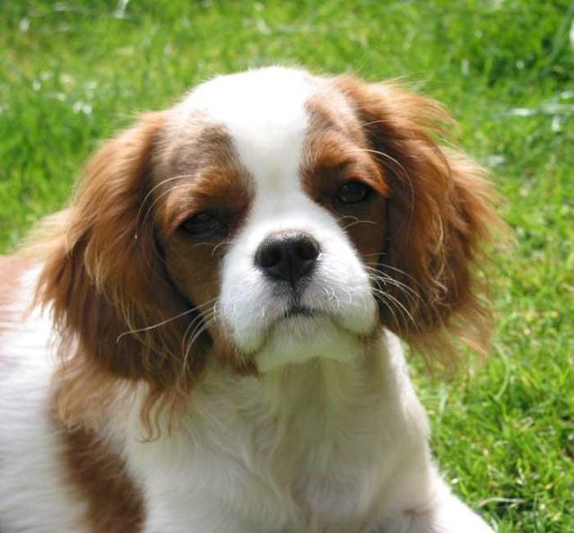 https://images.dog.ceo/breeds/spaniel-blenheim/n02086646_2069.jpg