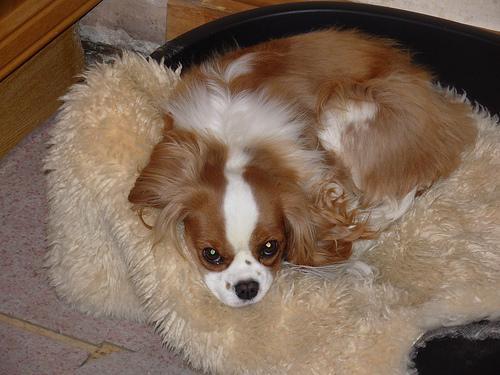 https://images.dog.ceo/breeds/spaniel-blenheim/n02086646_2105.jpg