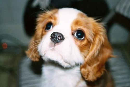 https://images.dog.ceo/breeds/spaniel-blenheim/n02086646_2173.jpg