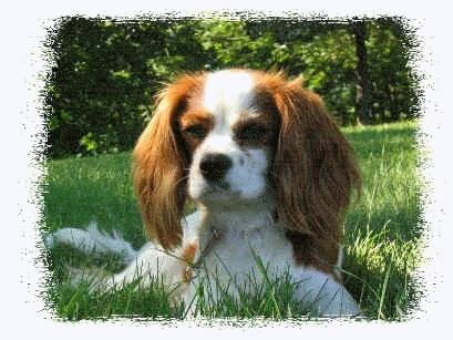 https://images.dog.ceo/breeds/spaniel-blenheim/n02086646_2236.jpg