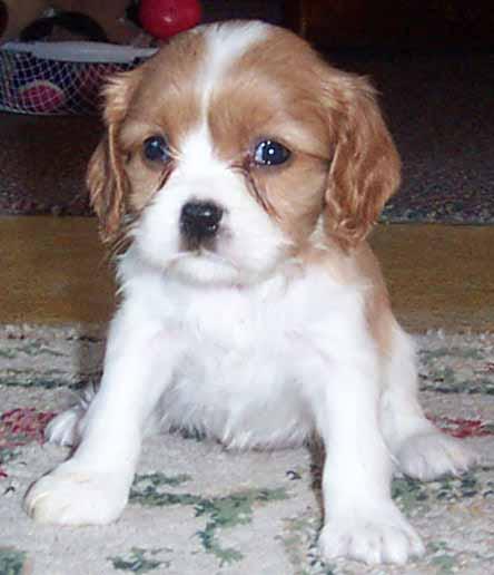 https://images.dog.ceo/breeds/spaniel-blenheim/n02086646_2430.jpg