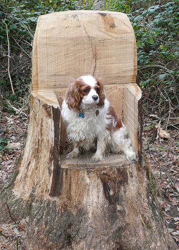 https://images.dog.ceo/breeds/spaniel-blenheim/n02086646_2498.jpg