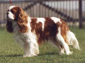 https://images.dog.ceo/breeds/spaniel-blenheim/n02086646_2621.jpg