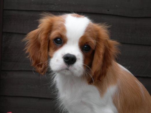 https://images.dog.ceo/breeds/spaniel-blenheim/n02086646_2641.jpg