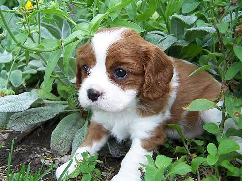 https://images.dog.ceo/breeds/spaniel-blenheim/n02086646_2778.jpg